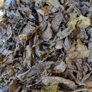 Dry Oha Leaves